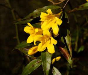 Carolina yellow jasmine flower